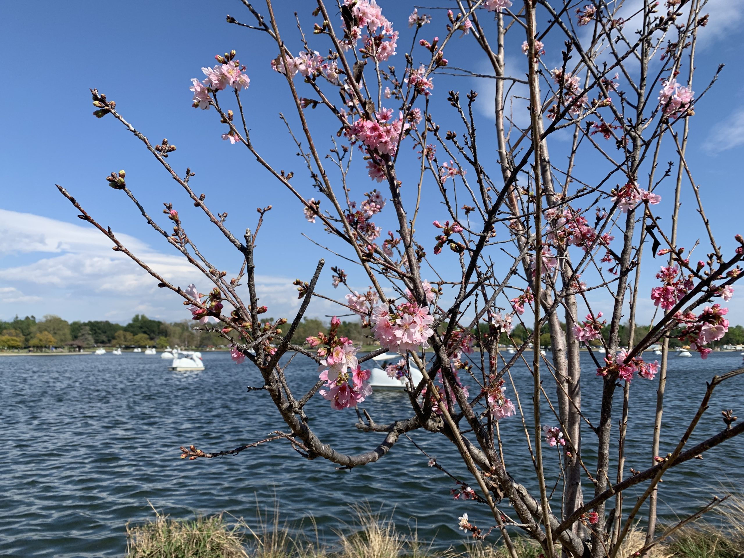 レイクバルボアの桜の木（2024年）